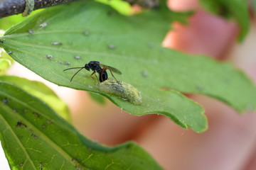 Nützling Insekt Schädling Schlupfwespe Ichneumonidae legt Eier in Schwebfliegenlarve  Syrphidae Syrphus  Blattläuse Blattlaus Aphidoidea