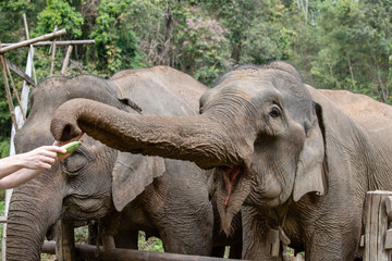 Zwei Elefanten die mit Bananen gefüttert werden