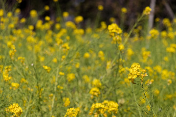Rape blossoms at Fukuei Sports Plaza, Ichikawa City, Chiba Prefecture, Japan