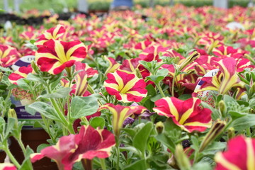 Balkonblume Surfinie Petunia Hängepflanze Saisonpflanze Sondersorte gestreift pink gelb Blüten Knospen