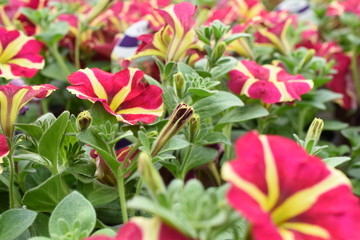 Balkonblume Surfinie Petunia Hängepflanze Saisonpflanze Sondersorte gestreift pink gelb Blüten Knospen