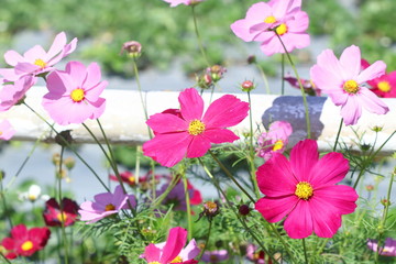 Closeup many pink and purple cosmos flowers near white fence on green leaves background