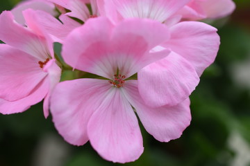 Fototapeta na wymiar Stehende Geranie Geranium rosa Balkonblume stehen lachs Blüte Knospe