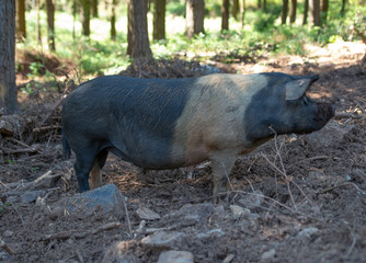  image of a Galician Celtic pig