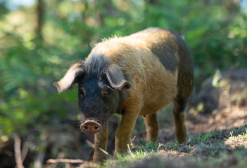  image of a Galician Celtic pig