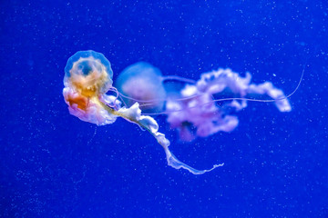 Captive jellyfish in the foreground underwater