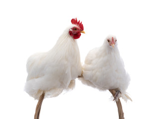 male and female white rooster isolated
