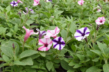 Balkonblume Surfinie Petunia Hängepflanze Saisonpflanze Sondersorte gestreift rosa weiß blau lila weiß Blüten Knospen