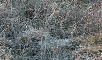 Beach grass background texture