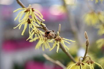 Zaubernuss hamamelis Gartenpflanze Hamamelidaceae gelb orange  Frühlingsbote Winterblüher Gartenpflanze winterhart Strauch haselnussähnliche Blätter
