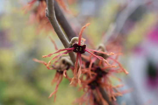 Zaubernuss hamamelis Gartenpflanze Hamamelidaceae gelb orange  Fr&uuml;hlingsbote Winterbl&uuml;her Gartenpflanze winterhart Strauch haselnuss&auml;hnliche Bl&auml;tter