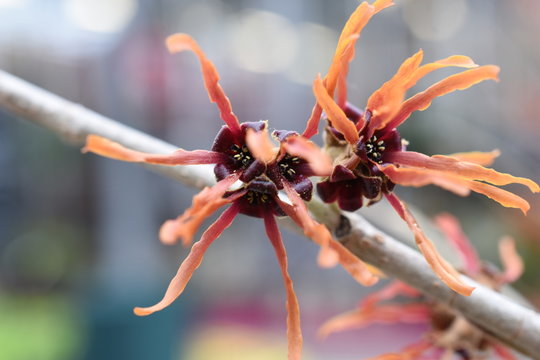 Zaubernuss hamamelis Gartenpflanze Hamamelidaceae gelb orange  Fr&uuml;hlingsbote Winterbl&uuml;her Gartenpflanze winterhart Strauch haselnuss&auml;hnliche Bl&auml;tter
