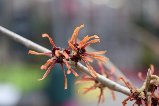 Zaubernuss hamamelis Gartenpflanze Hamamelidaceae gelb orange  Fr&uuml;hlingsbote Winterbl&uuml;her Gartenpflanze winterhart Strauch haselnuss&auml;hnliche Bl&auml;tter