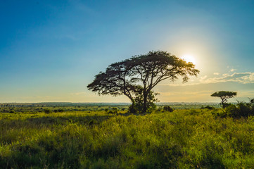 View of the sunset on the savannah of Nairobi