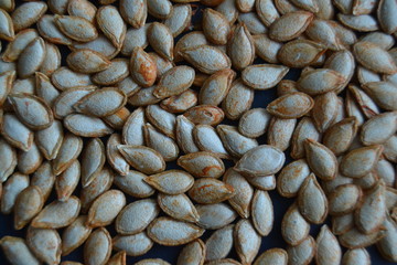 dry pumpkin seeds on the dark background