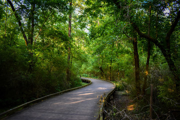 A wooden bridge flowing through a canopy