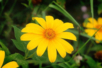 Close up yellow mexican sunflower in the garden in Thailand look beautiful and fresh