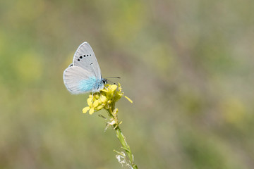 butterfly on flower