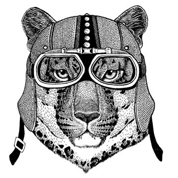 Wild cat, Leopard, jaguar, Panther wearing motorcycle, aero helmet. Biker illustration for t-shirt, posters, prints.