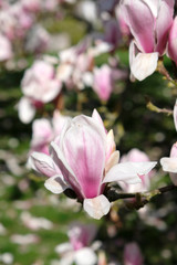 Fototapeta na wymiar grosse fleur de magnolia