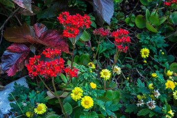 flower nature background