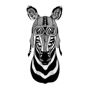 Zebra horse Wild animal wearing motorcycle, aero helmet. Biker illustration for t-shirt, posters, prints.