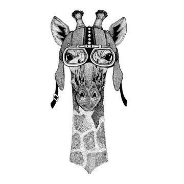Camelopard, giraffe Wild animal wearing motorcycle, aero helmet. Biker illustration for t-shirt, posters, prints.