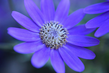 Obraz premium Daisies