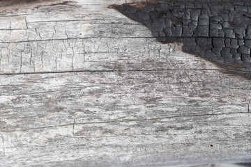 The texture of the burnt trunk of an old tree, close-up