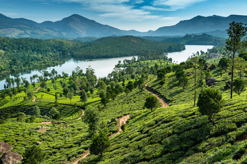 Hills , lake and tee plantations in Kerala - obrazy, fototapety, plakaty