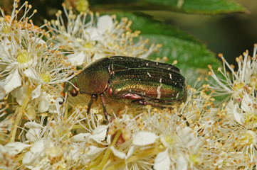 Cetonia aurata Goldglänzender Rosenkäfer, Gemeiner Rosenkäfer DE, NRW, Lampertstal, Eifel 15.07.2016
