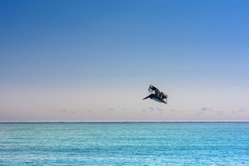 Big Pelican flies over the sea against a blue sky