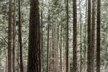 Grands troncs de sapin dans les alpes