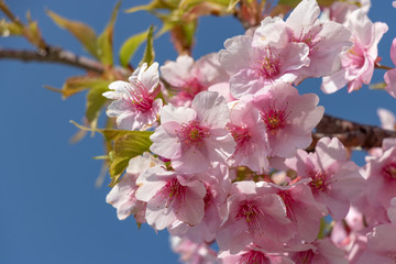 Kawazu Sakura of Fukuei Sports Plaza, Ichikawa City, Chiba Prefecture, Japan
