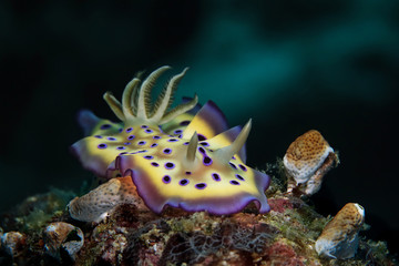 Nudibranch Goniobranchus kuniei. Picture was teken in Ambon, Indonesia