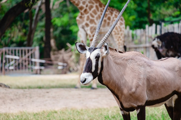 Fototapeta premium Oryx/Gemsbok standing in the green field for animal and wildlife concept