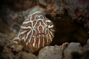 Psychedelic frogfish (Histiophryne psychedelica). Picture was taken in Ambon, Indonesia