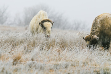 A rare white bison with its heard in Lake Scott State Park grazes on grass in the winter of 2019 © The Bohemian Lens