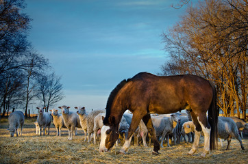 Caballo y ovejas