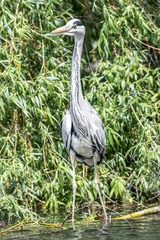 Ein Graureiher (Ardea cinerea)