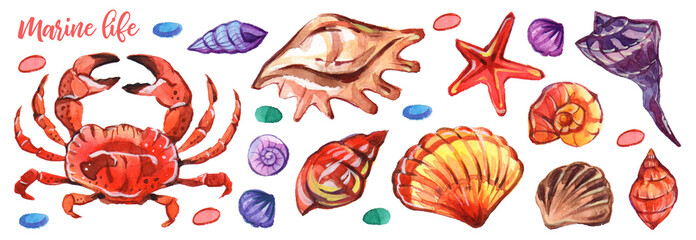 Marine watercolour in realistic style on white background. Marine underwater life. Illustration isolated white background.