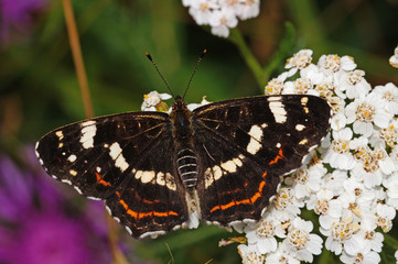 Araschnia levana (LINNAEUS, 1758) Landkärtchen, Sommerform DE, NRW, Lampertstal, Eifel 15.07.2016