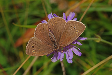 Aphantopus hyperantus (LINNAEUS, 1758) Schornsteinfeger DE, NRW, Lampertstal, Eifel 15.07.2016