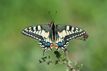 Fototapeta premium Papilionidae / Kırlangıçkuyruk / / Papilio machaon