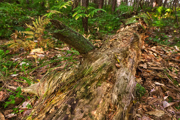 Rotten tree trunk