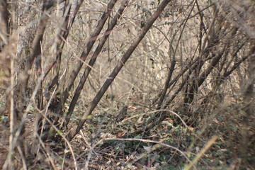 Paesaggi naturali - TRENTO - TRENTINO 