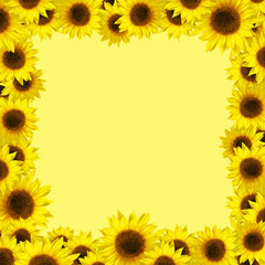 Spring Sunflower Border