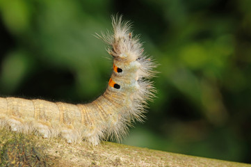 Phyllodesma tremulifolia (HÜBNER, [1810]) Eichenglucke, Raupe, Abwehrhaltung DE, RLP, Starkenburg, Mosel 03.07.2016