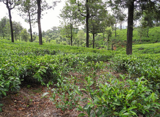 Fototapeta na wymiar Tea plantations in Valparai reserve, Tamil Nadu, India
