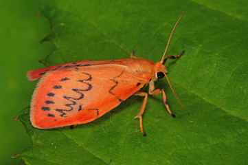 Miltochrista miniata (FORSTER, 1771) Rosen-Flechtenbärchen DE, RLP, Reil, Mosel 15.07.2016